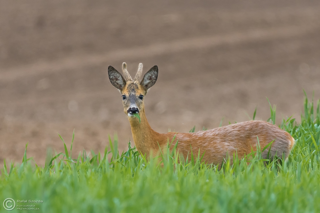 Sarna, Roe (Capreolus capreolus) ... 2016r