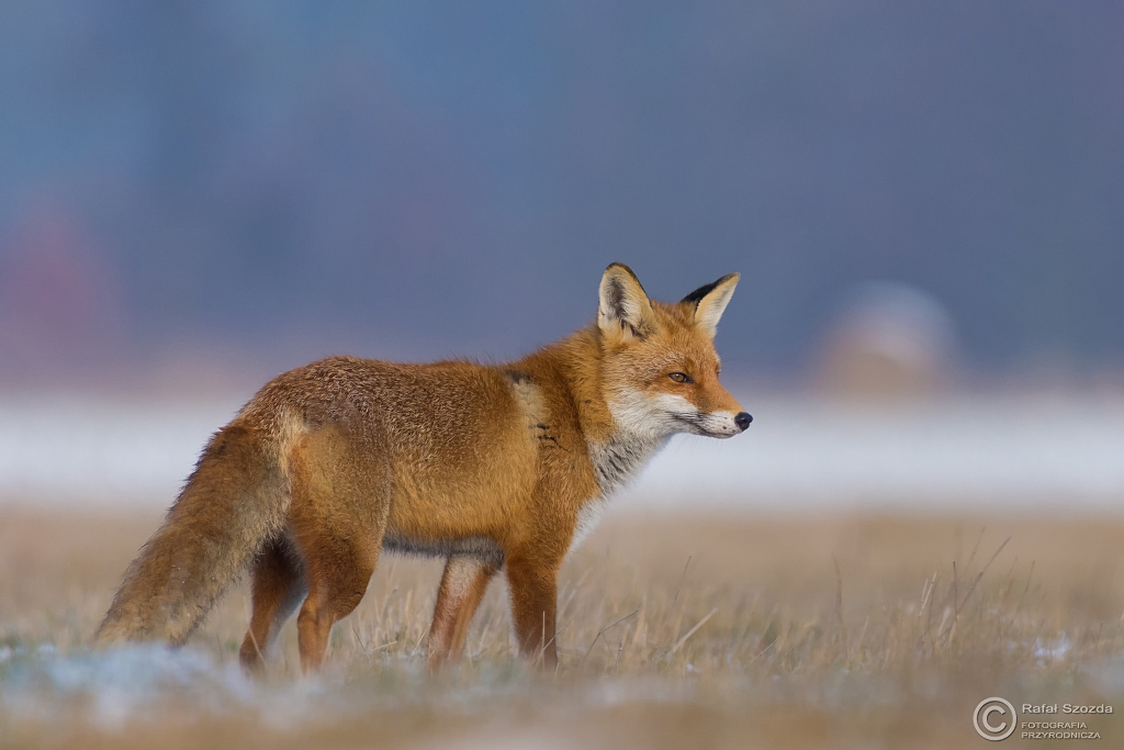 Lis, Fox (Vulpes vulpes) ...