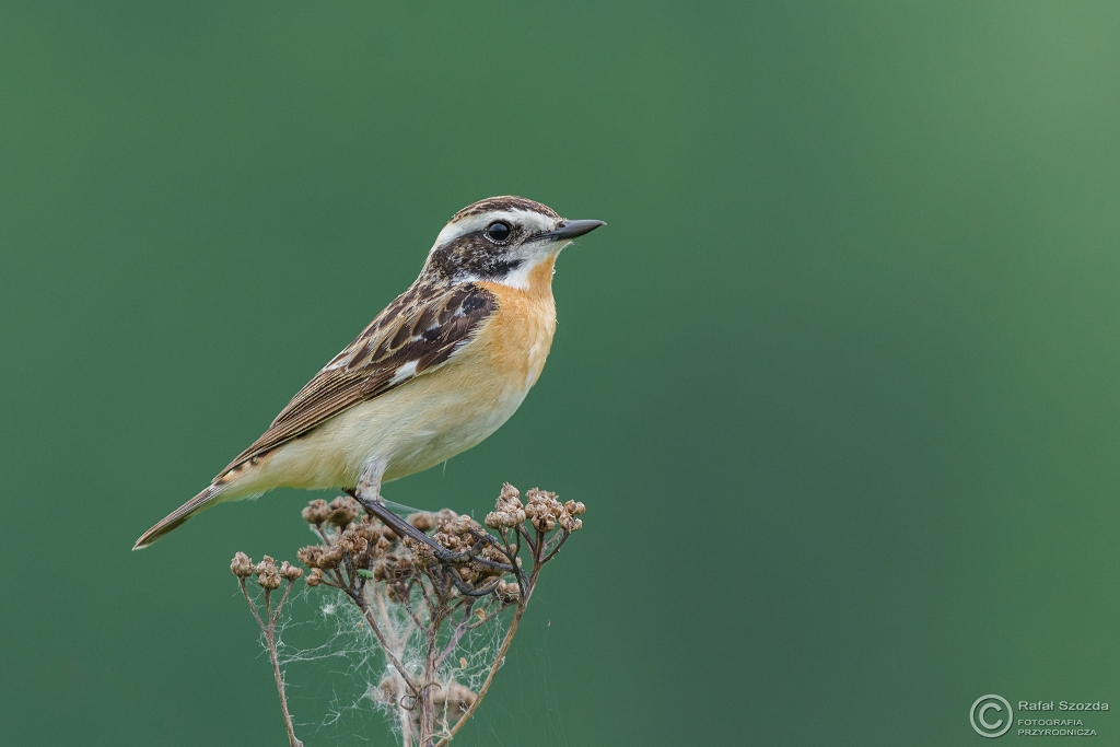 Poklskwa, Whinchat (Saxicola rubetra) ... 2016r