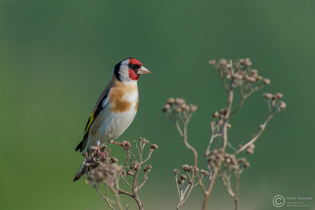 Szczygie, European Goldfinch (Carduelis carduelis) ... 2016r