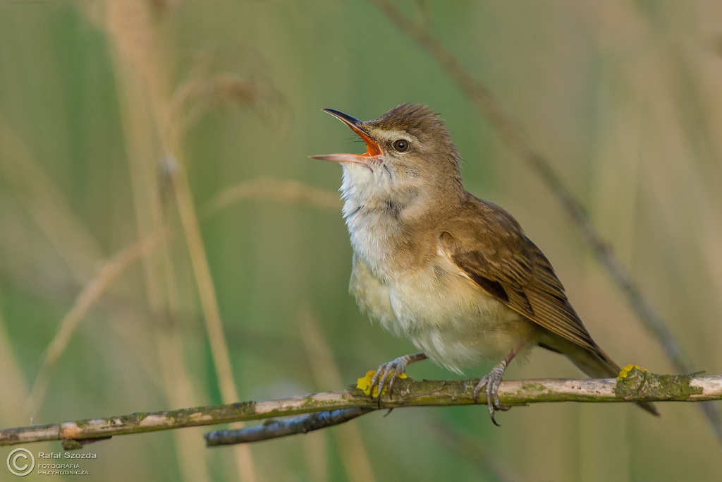 Trzciniak, Great Reed-Warbler (Acrocephalus arundinaceus) ... 2016r