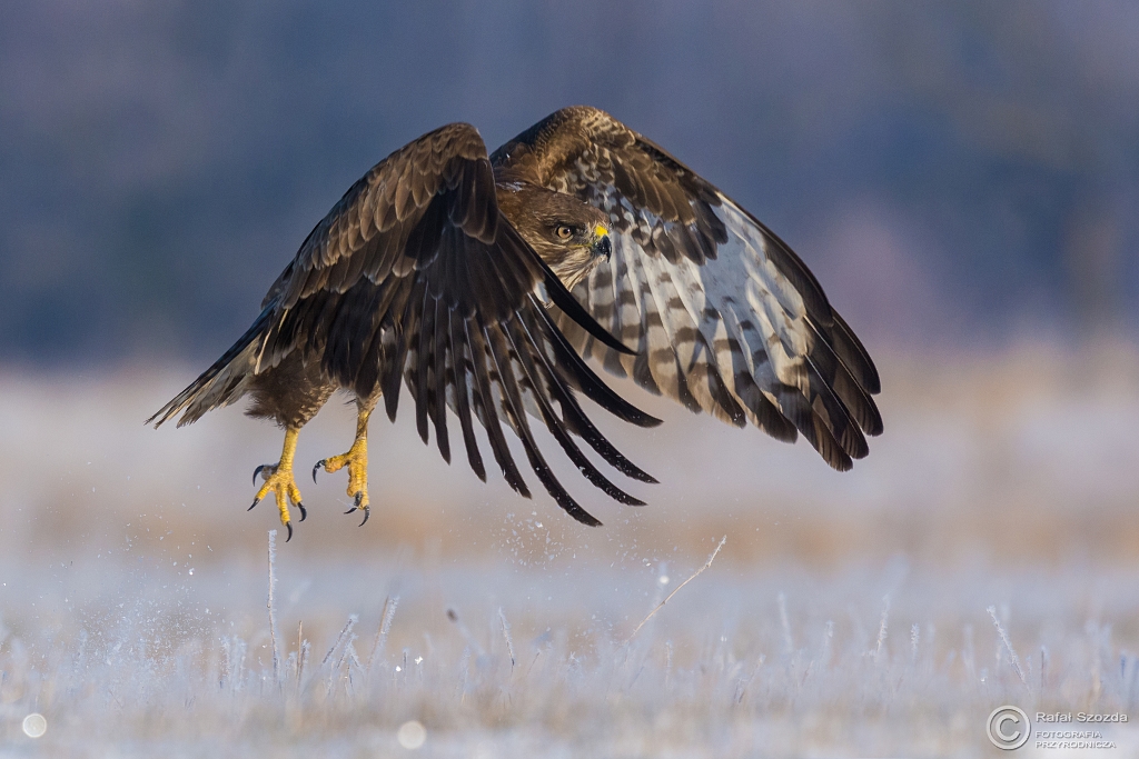 Myszow, Common Buzzard (Buteo buteo) ... 2016r - Zimowy
