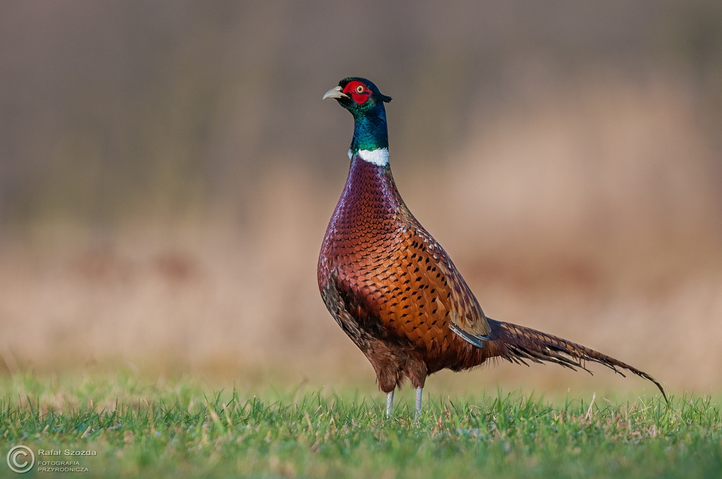 Baant, Common Pheasant (Phasianus colchicus)