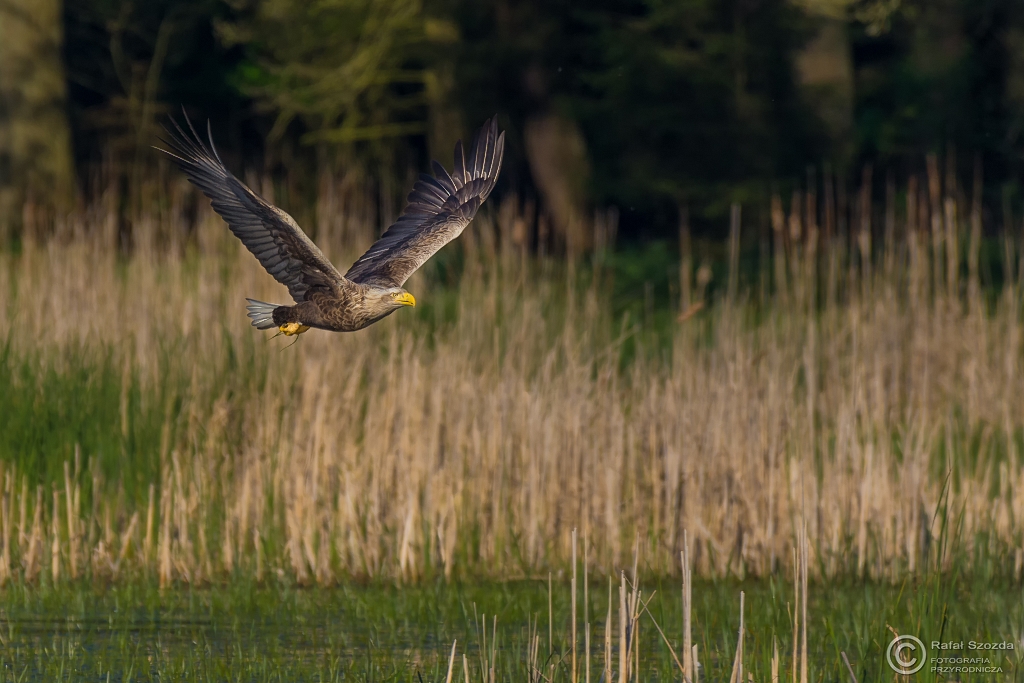 Bielik, White-tailed Eagle (Haliaeetus albicilla) ... 2016r - rodowiskowo
