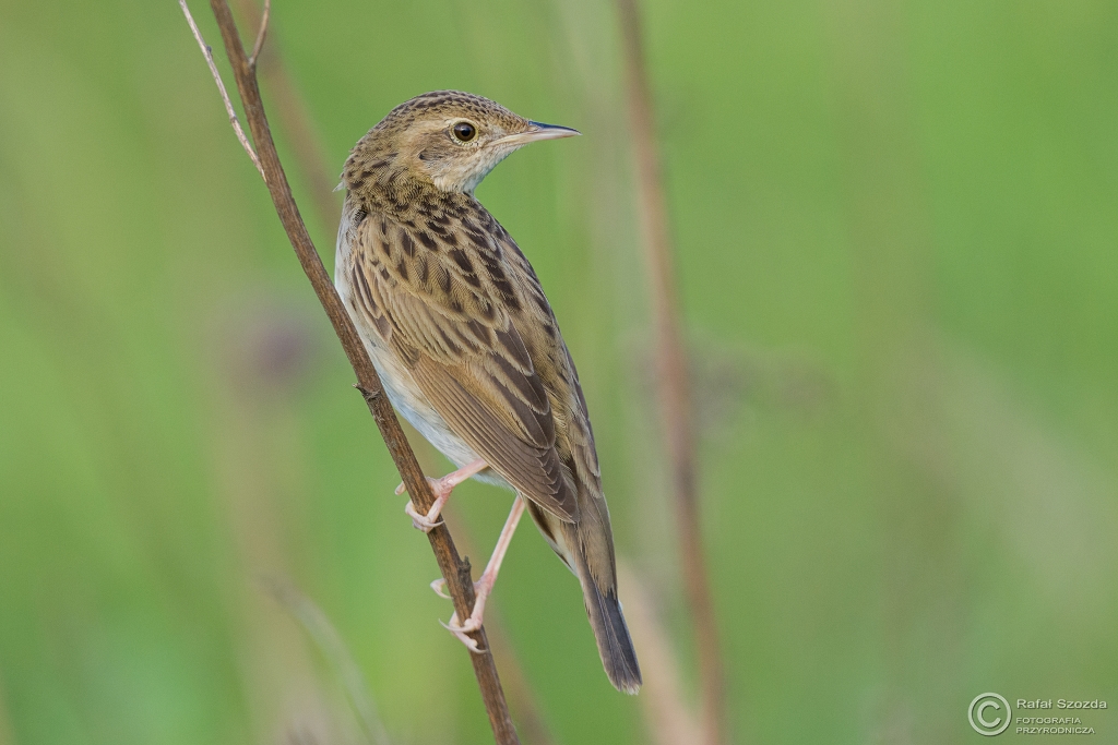 wierszczak, Common Grasshopper-Warbler (Locustella naevia) ... 2016r
