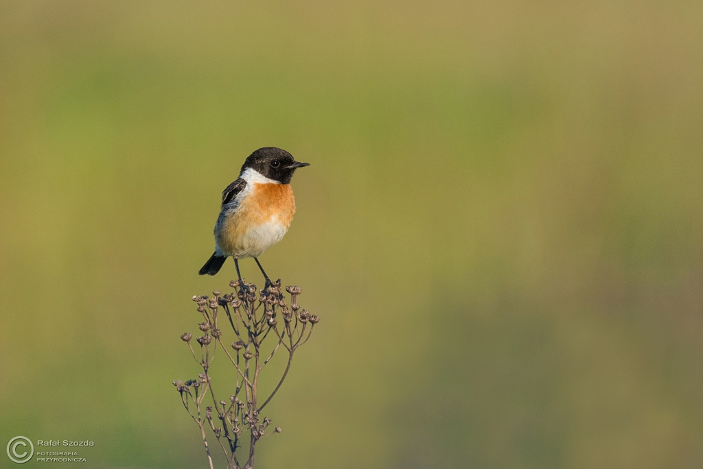 Klskawka, Stonechat (Saxicola rubicola) ... 2016r
