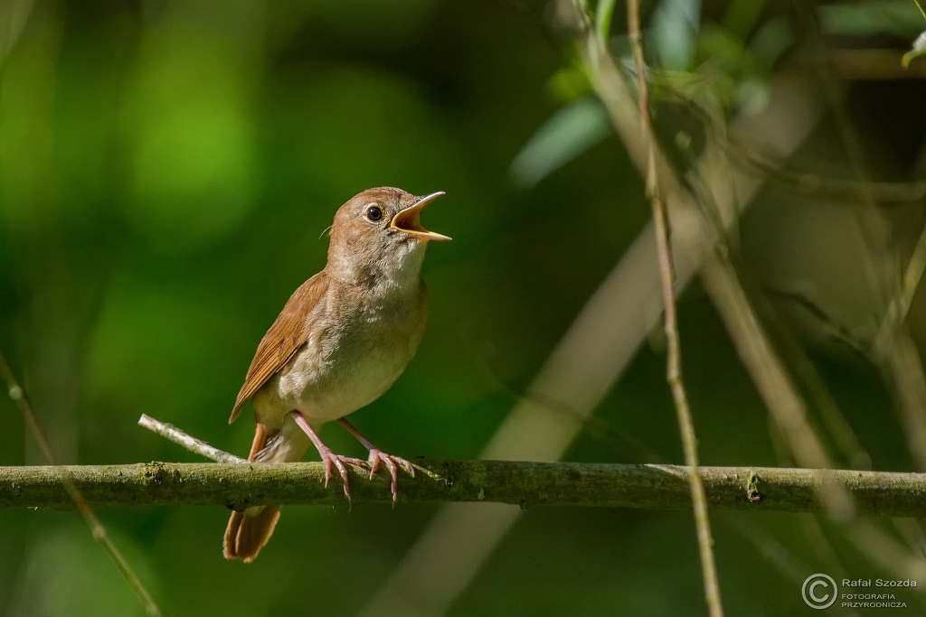 Sowik rdzawy, Common Nightingale (Luscinia megarhynchos) ... 2016r