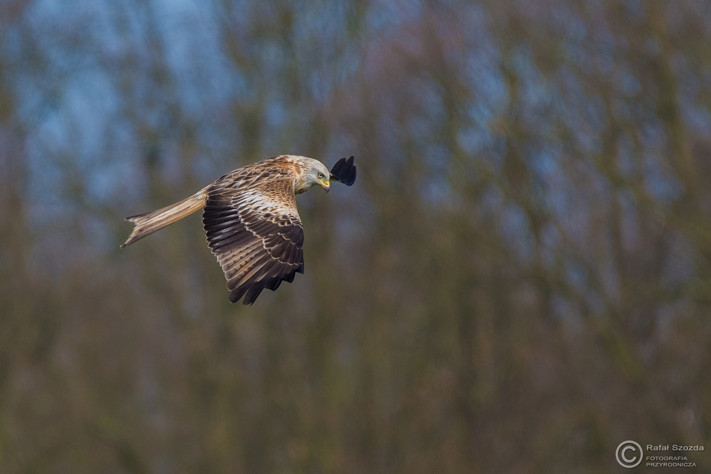 Kania Ruda, Red Kite (Milvus milvus) ... 2016r