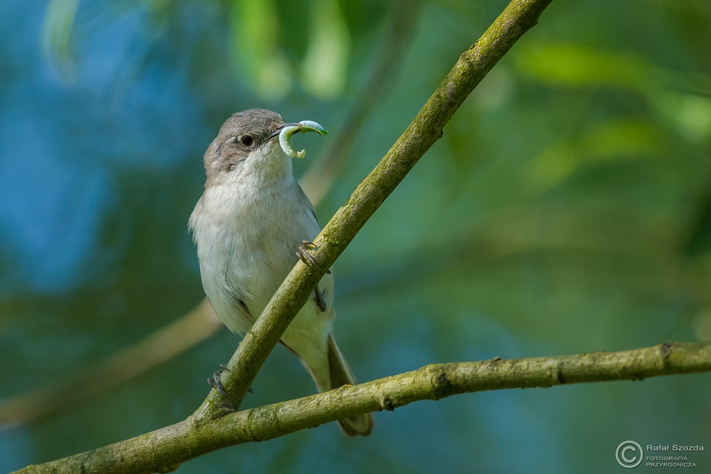 Piega, Lesser Whitethroat (Sylvia curruca) ... 2016r