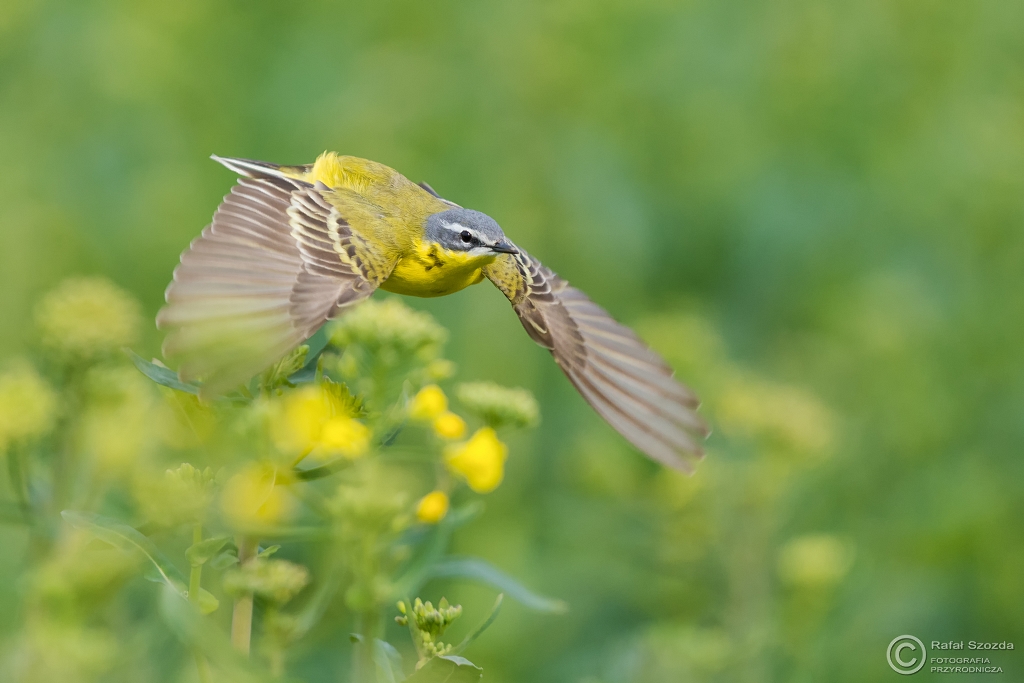 Pliszka ta, Yellow Wagtail (Motacilla flava) ... 2016r