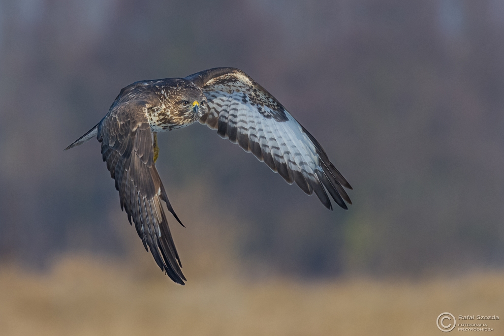 Myszow, Common Buzzard (Buteo buteo) ... 2016r