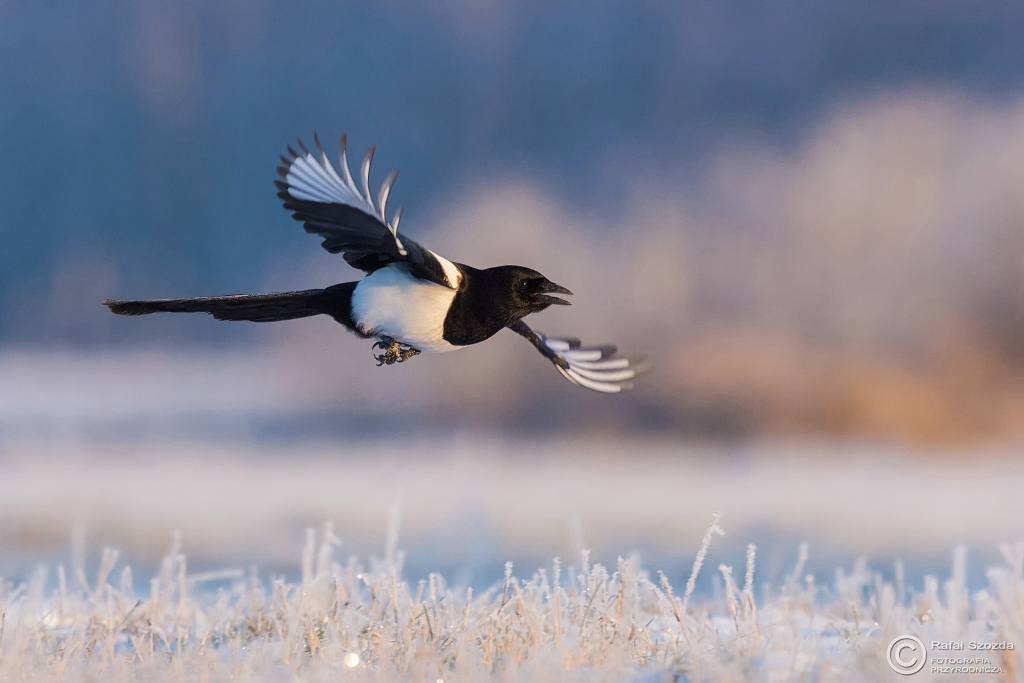 Sroka, Eurasian Magpie (Pica pica) ... 2016r