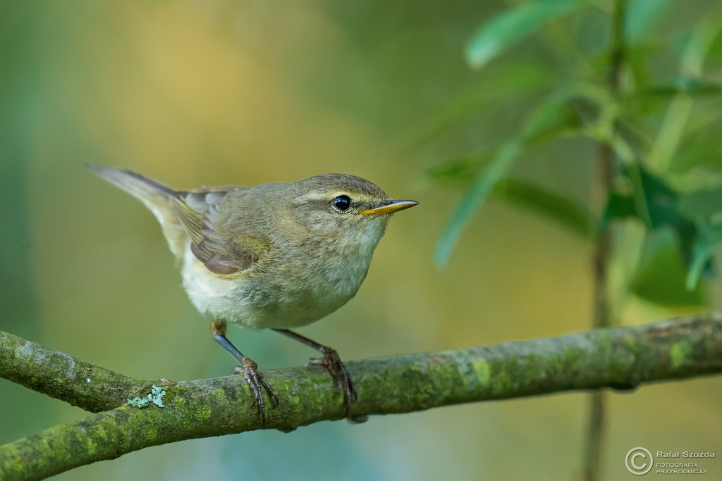 Pierwiosnek, Common Chiffchaff (Phylloscopus collybita) ... 2016r