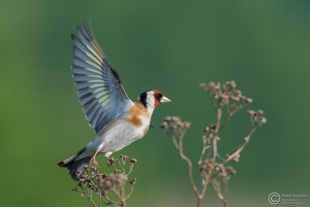 Szczygie, European Goldfinch (Carduelis carduelis) ... 2016r