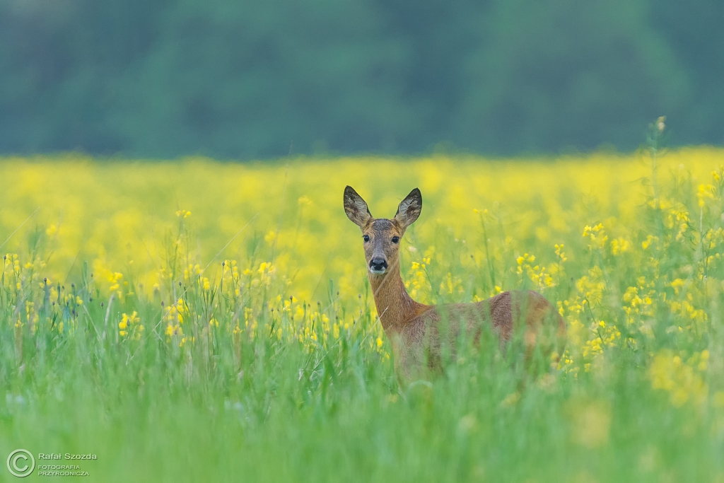 Sarna, Roe (Capreolus capreolus) ... 2016r