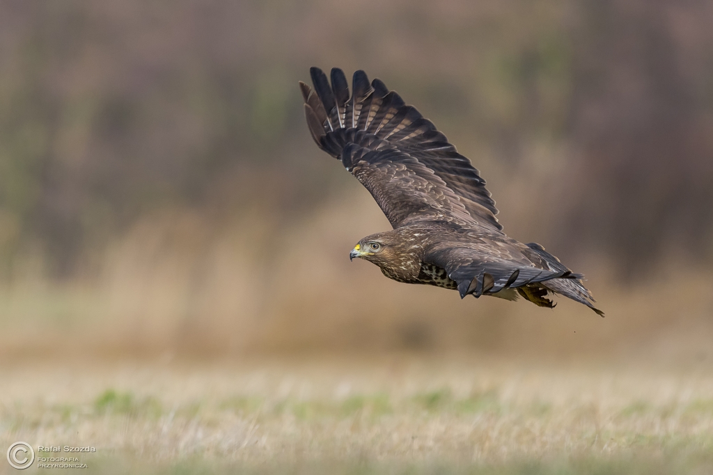 Myszow, Common Buzzard (Buteo buteo) ... 2016r