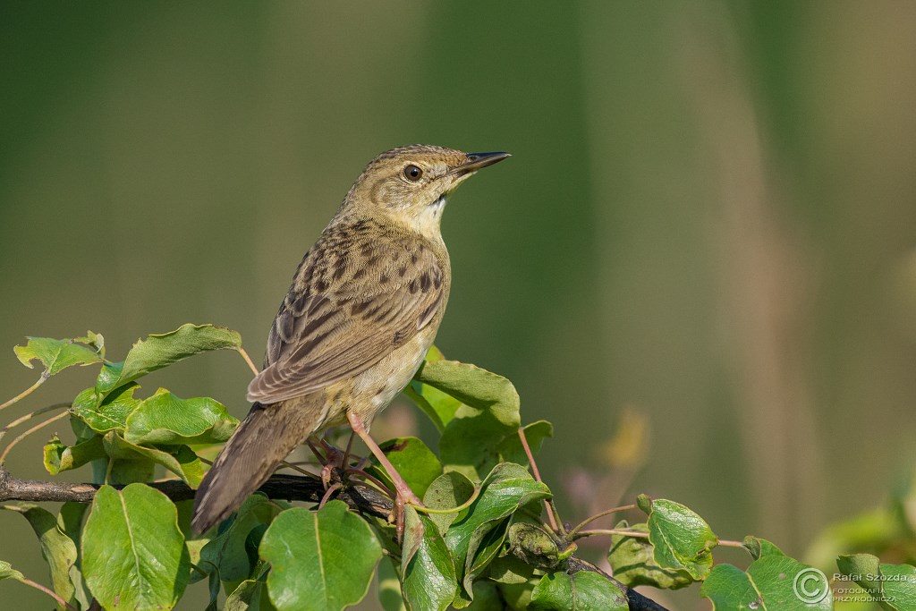 wierszczak, Common Grasshopper-Warbler (Locustella naevia) ... 2016r