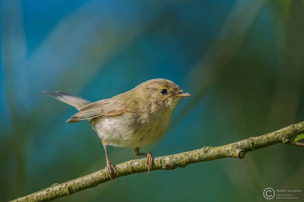 Pierwiosnek, Common Chiffchaff (Phylloscopus collybita) ... 2016r
