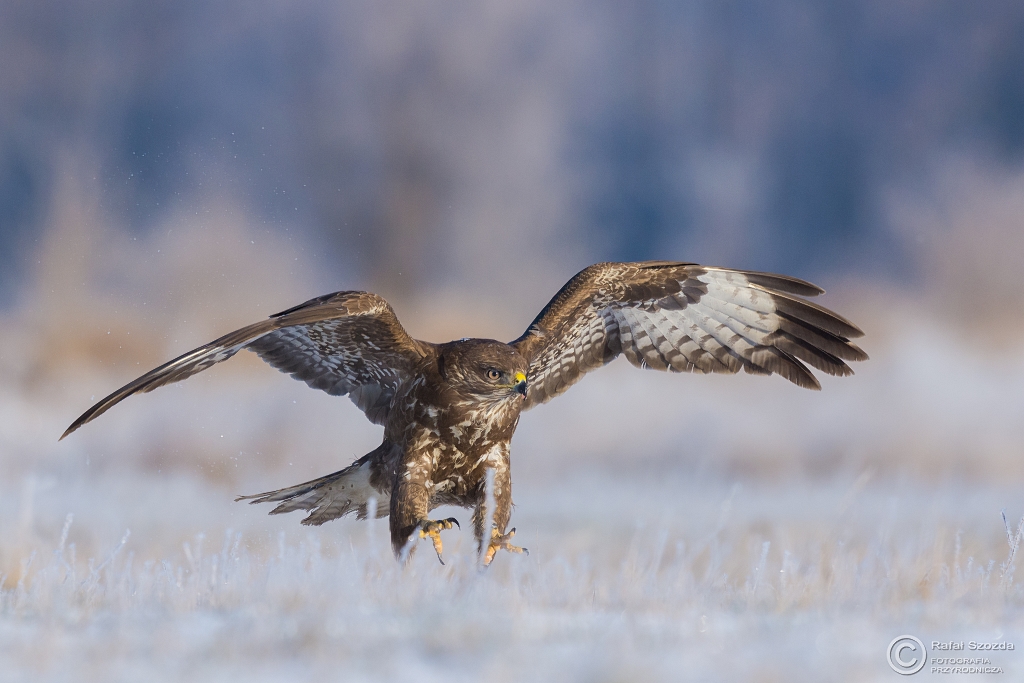 Myszow, Common Buzzard (Buteo buteo) ... 2016r