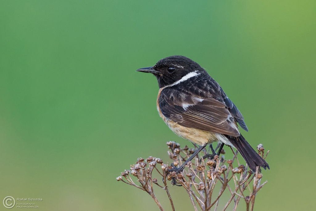Klskawka, Stonechat (Saxicola rubicola) ... 2016r