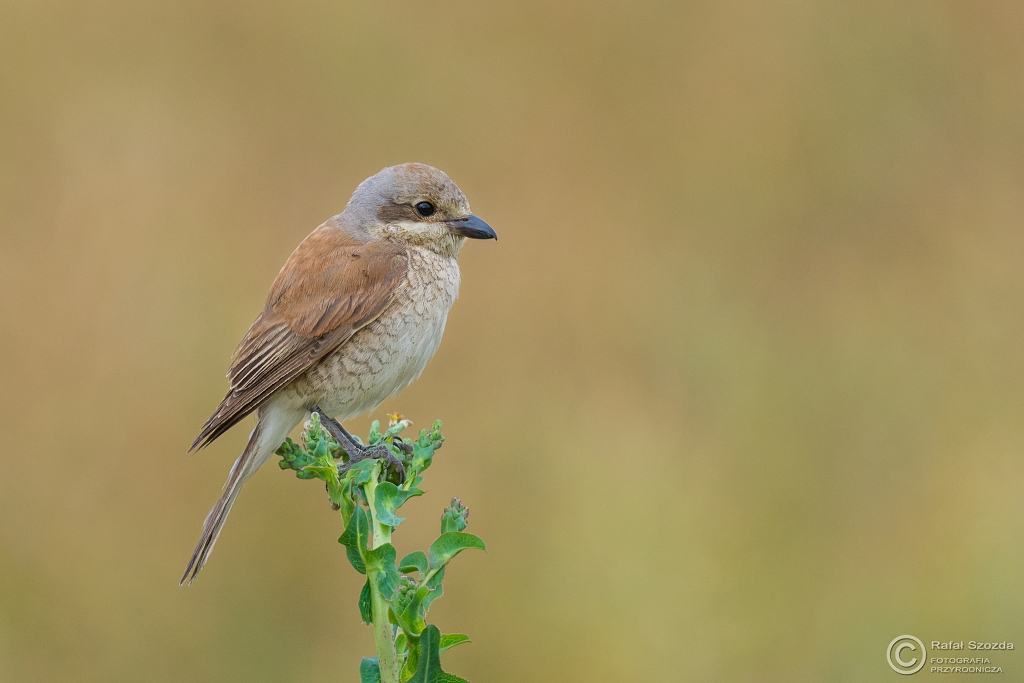 Gsiorek, Red-backed Shrike (Lanius collurio) ... 2016r