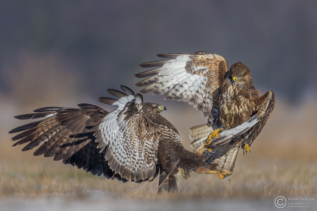 Myszow, Common Buzzard (Buteo buteo) ... 2016r