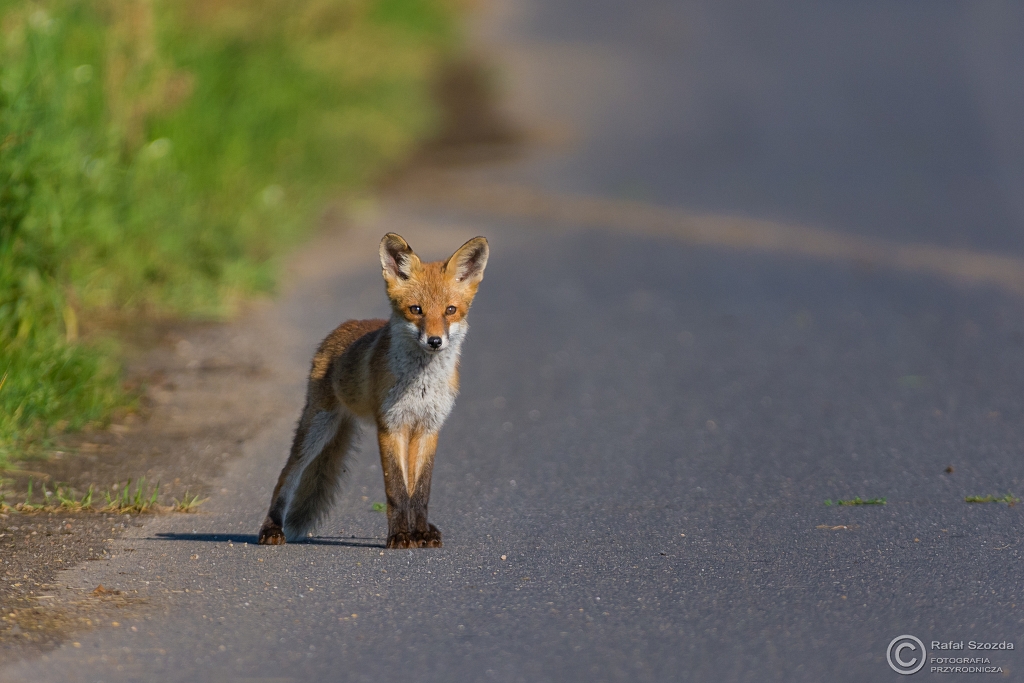 Lisek, Fox (Vulpes vulpes) ... 2016r