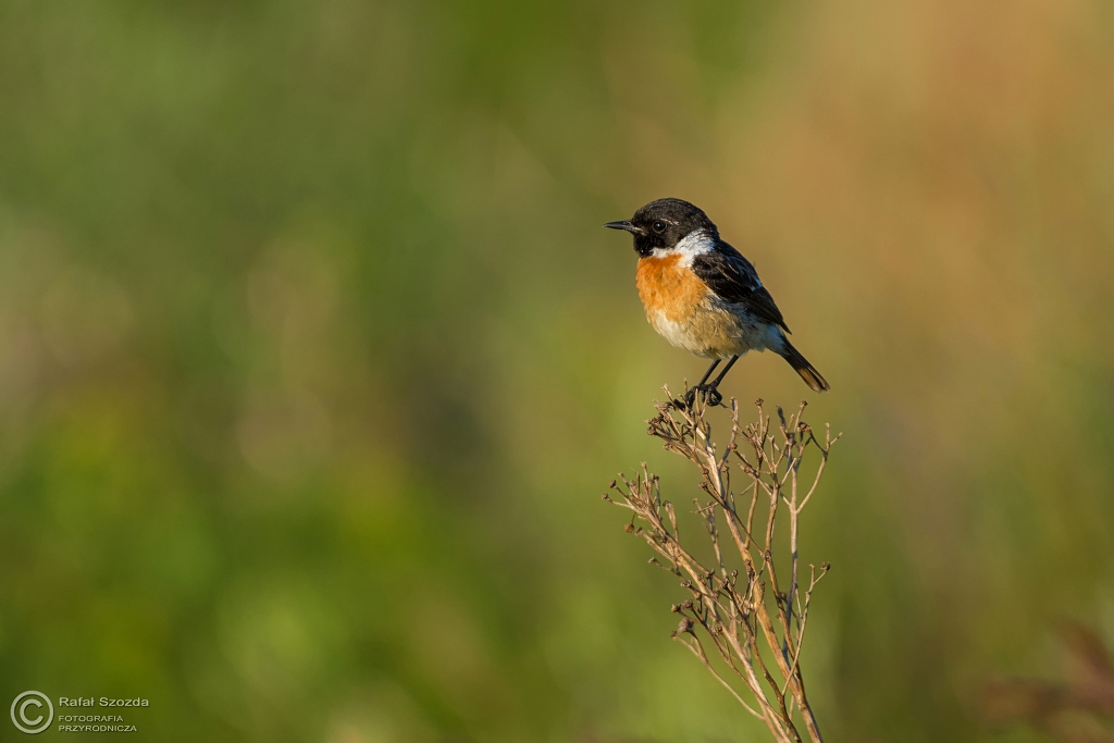 Klskawka, Stonechat (Saxicola rubicola) ... 2016r