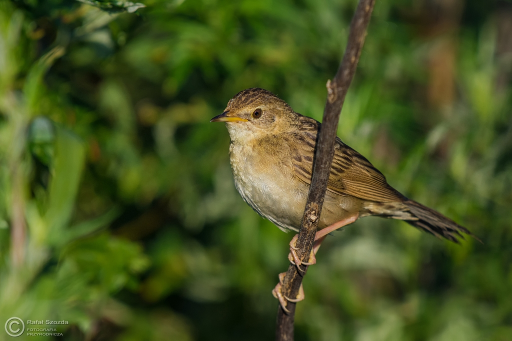 wierszczak, Common Grasshopper-Warbler (Locustella naevia) ... 2016r