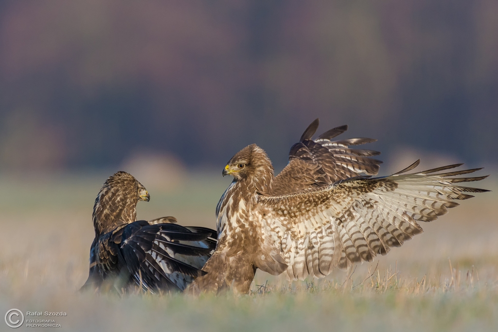 Myszow, Common Buzzard (Buteo buteo) ... 2016r