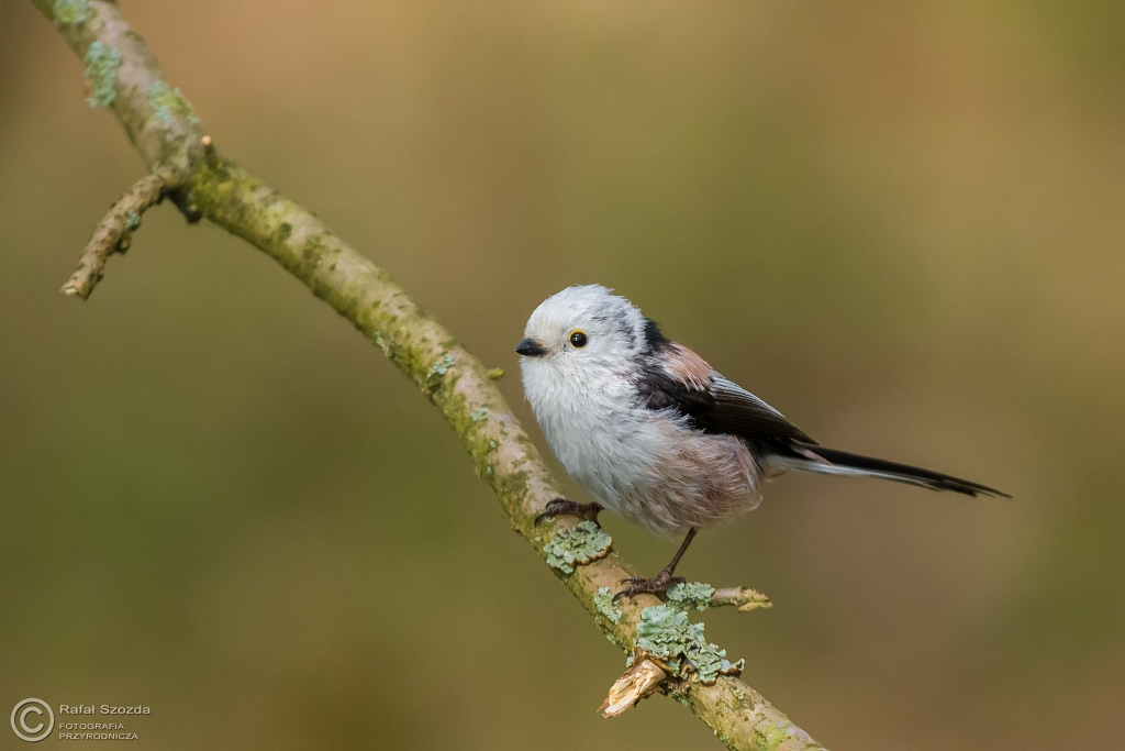 Raniuszek, Northern Long-tailed (Aegithalos caudatus) ... 2016r
