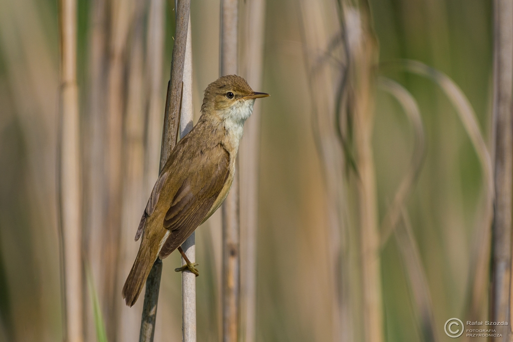 Trzcinniczek, Eurasian Reed-Warbler (Acrocephalus scirpaceus) ... 2016r