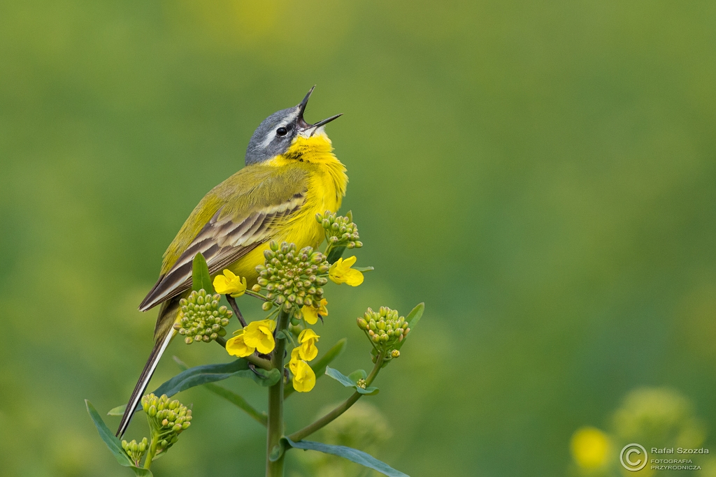 Pliszka ta, Yellow Wagtail (Motacilla flava) ... 2016r