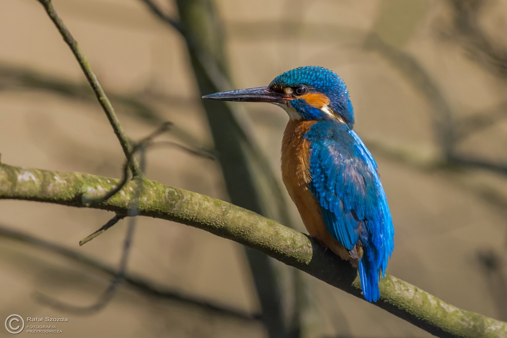 Zimorodek, Common Kingfisher (Alcedo atthis) ... 2016r