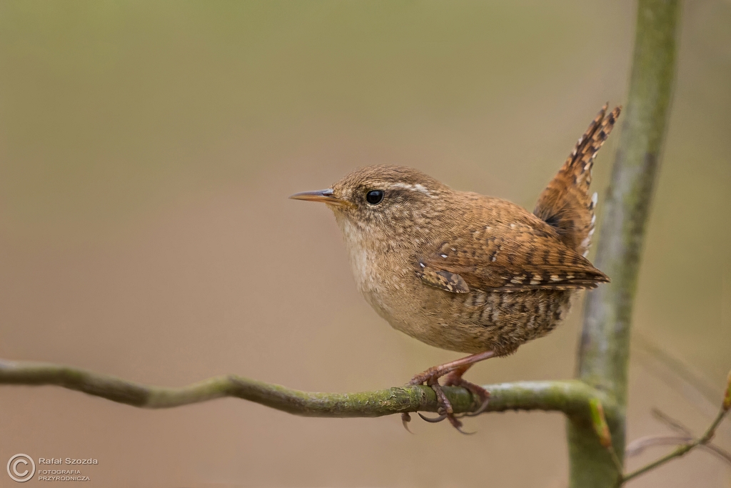 Strzyyk, Eurasian Wren (Troglodytes troglodytes) ...2016r