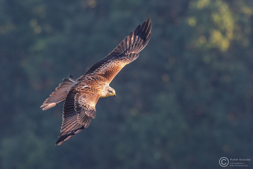 Kania Ruda, Red Kite (Milvus milvus) ... 2016r