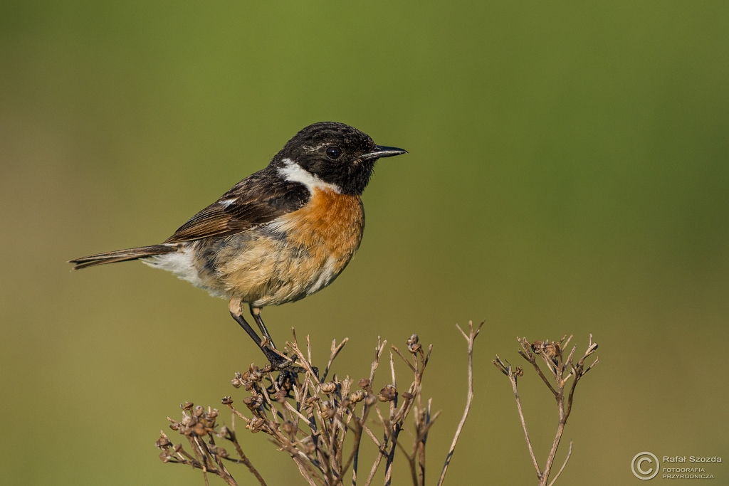 Klskawka, Stonechat (Saxicola rubicola) ... 2016r