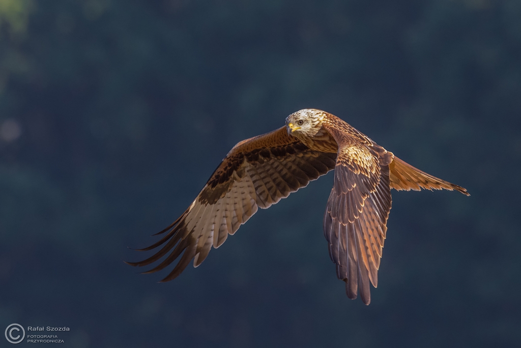 Kania Ruda, Red Kite (Milvus milvus) ... 2016r