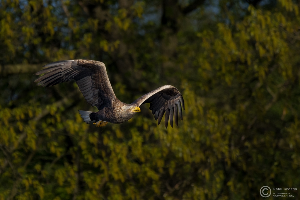 Bielik, White-tailed Eagle (Haliaeetus albicilla) ... 2016r