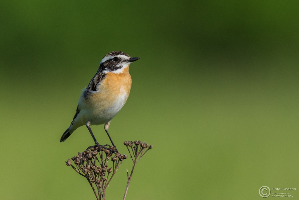 Poklskwa, Whinchat (Saxicola rubetra) ... 2016r