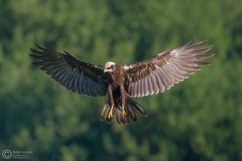 Botniak Stawowy, Western Marsh-Harrier (Circus aeruginosus) ... 2016r