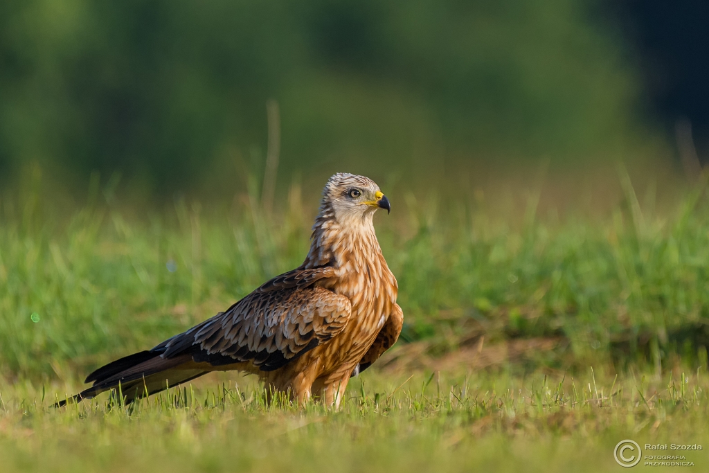 Kania Ruda, Red Kite (Milvus milvus) ... 2016r
