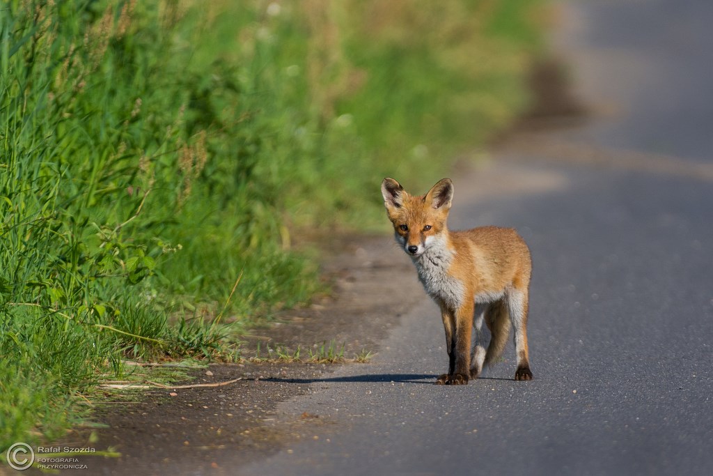 Lis, Fox (Vulpes vulpes) ... 2016r