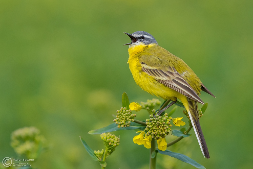 Pliszka ta, Yellow Wagtail (Motacilla flava) ... 2016r