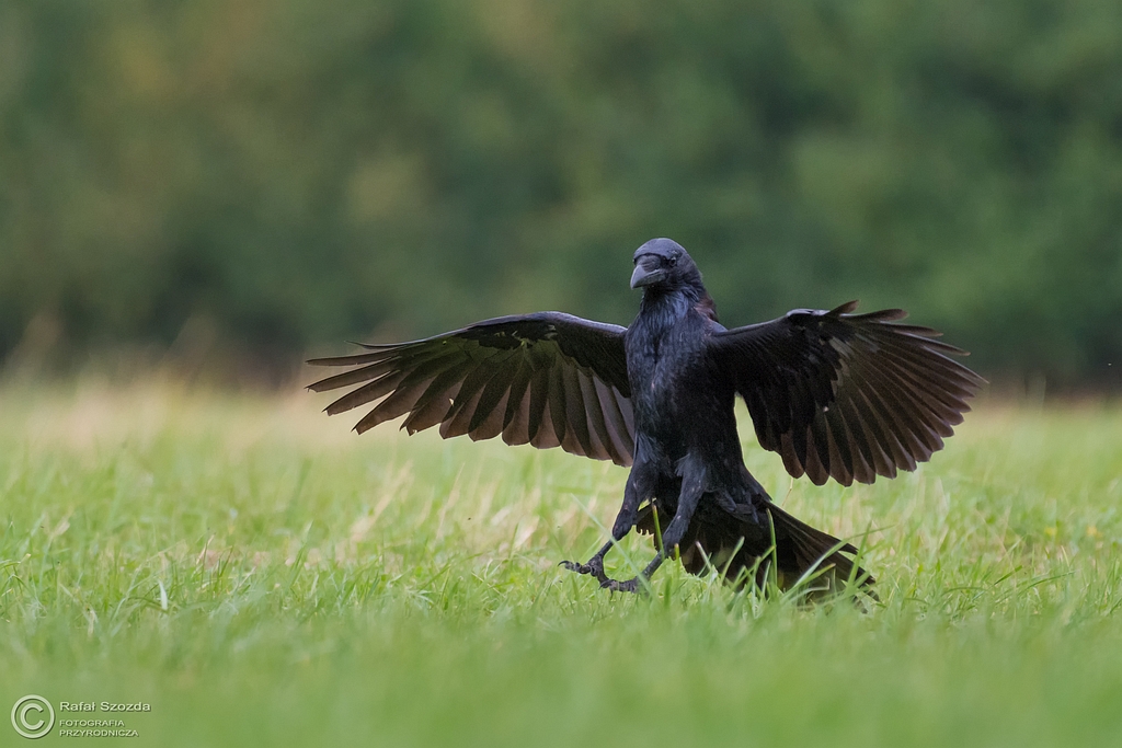 Kruk, Common Raven (Corvus corax) ... 2016r