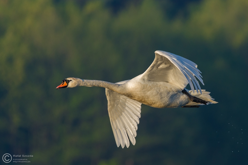abd niemy, Mute Swan (Cygnus olor) ... 2016r