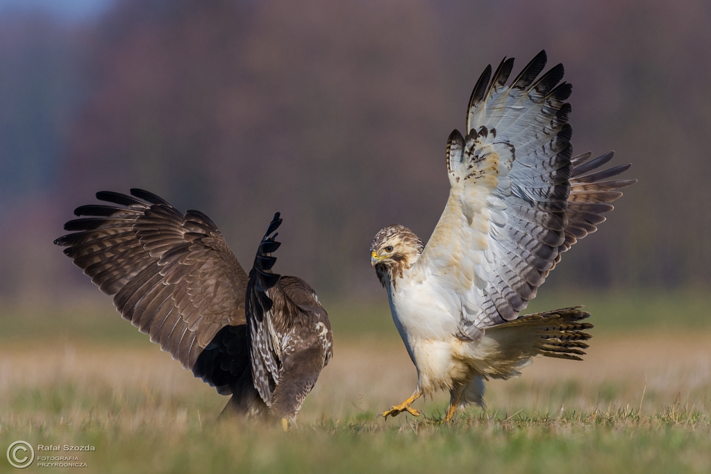Myszow, Common Buzzard (Buteo buteo) ... 2016r