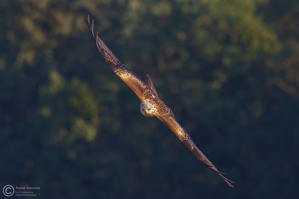 Kania Ruda, Red Kite (Milvus milvus) ... 2016r