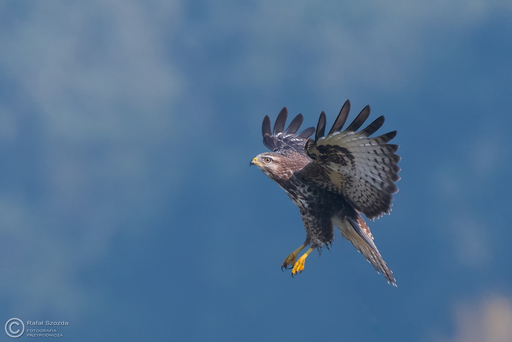 Myszow, Common Buzzard (Buteo buteo) ... 2016r