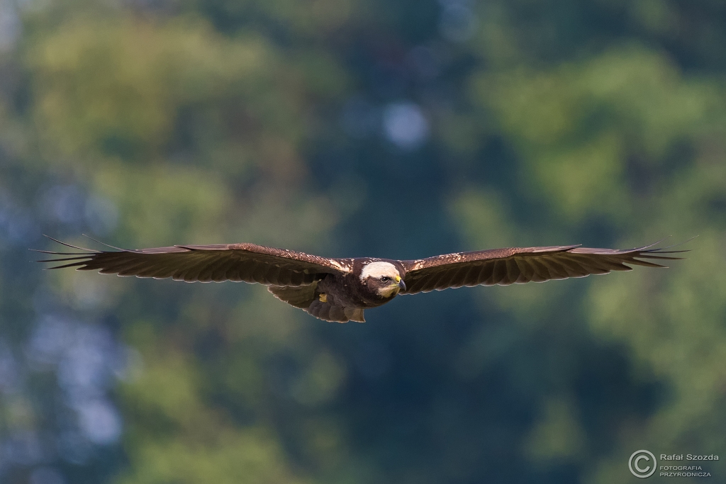 Botniak Stawowy, Western Marsh-Harrier (Circus aeruginosus) ... 2016r